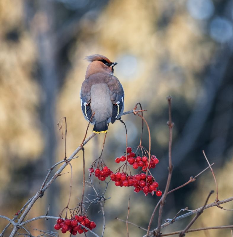 птицы, свиристель, калина, но калине..photo preview