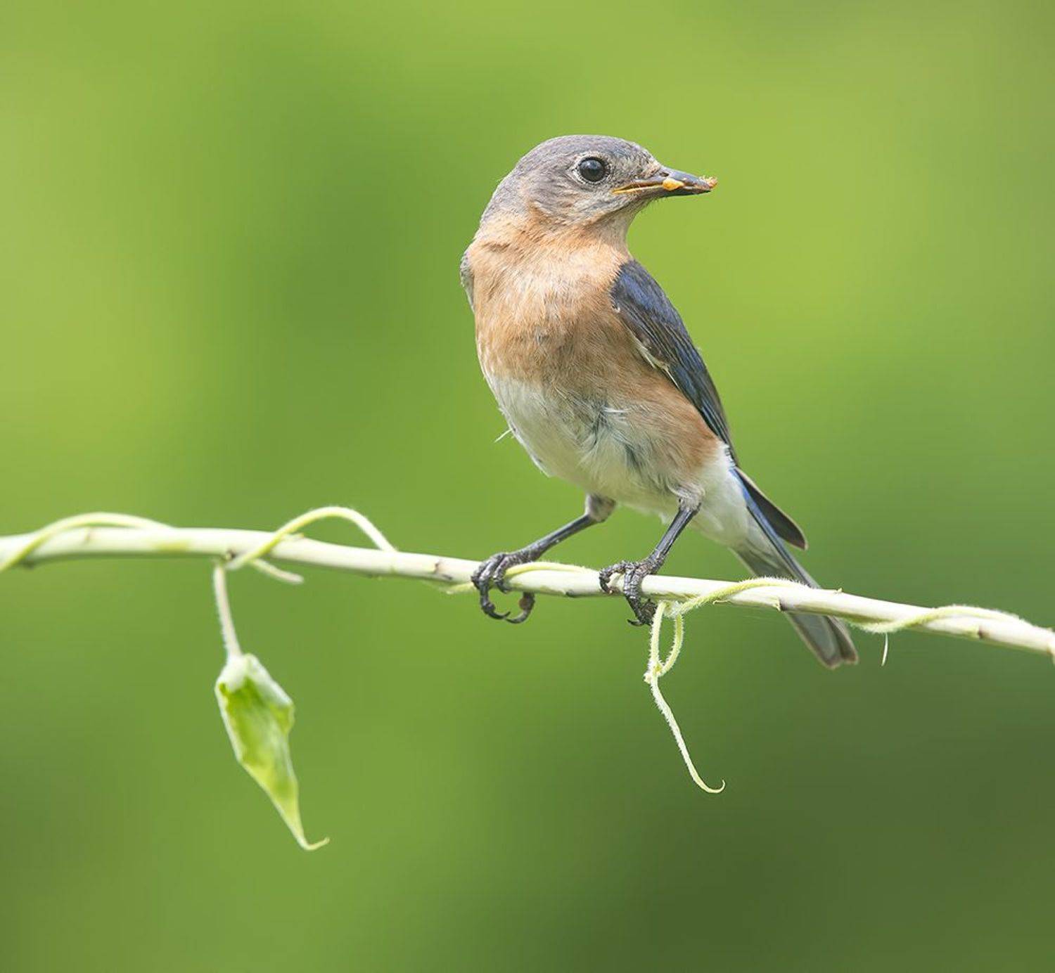 восточная сиалия, eastern bluebird, bluebird, Etkind Elizabeth