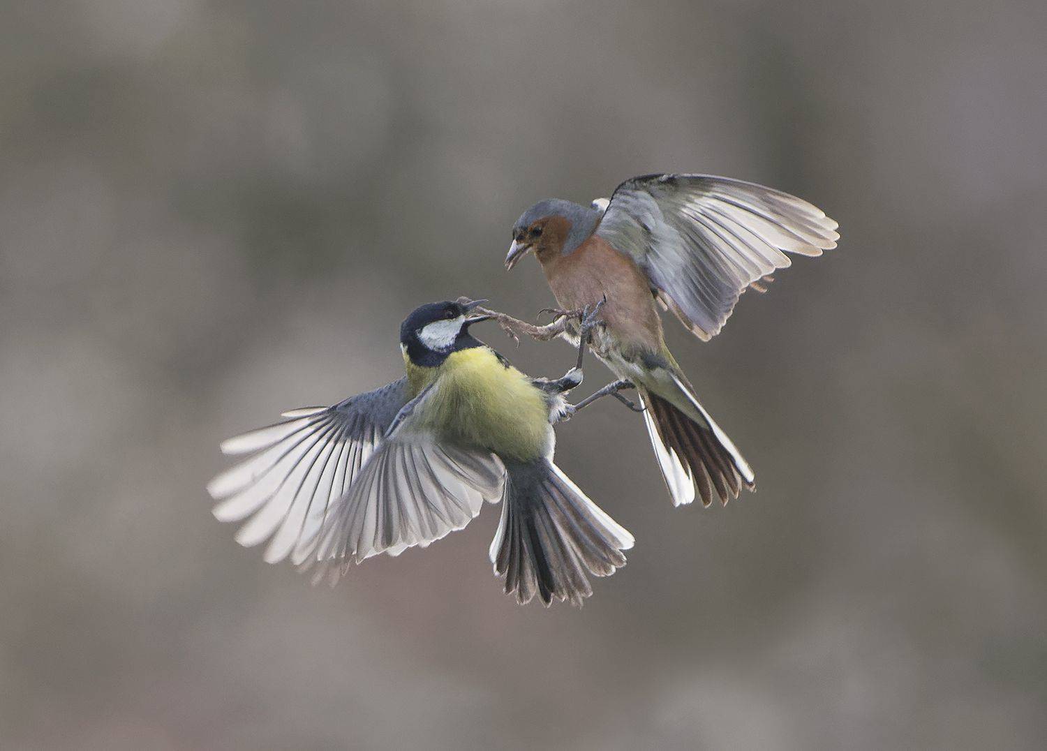 Битва. Автор: Евгени Стефанов , Евгени Стефанов