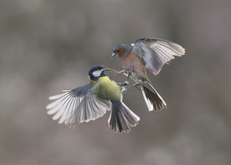 Битваphoto preview