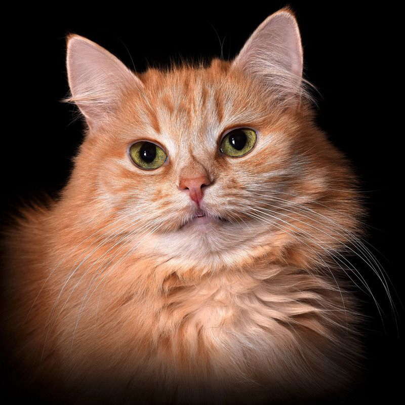 Рыжая красоткаphoto preview