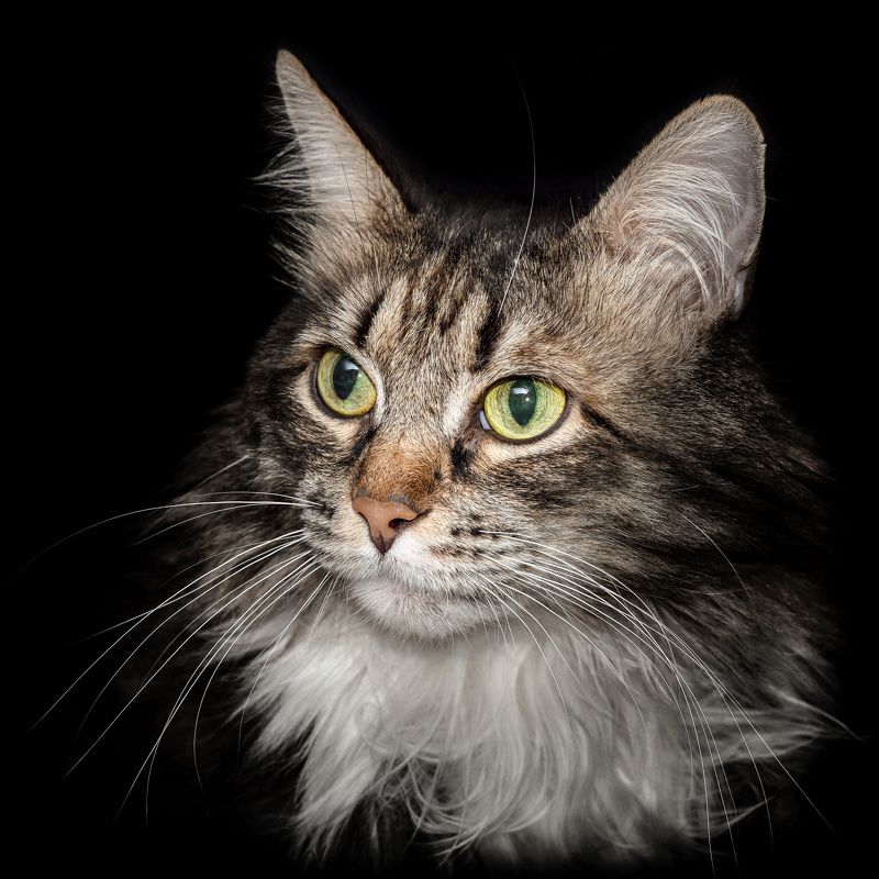 Умный Васькаphoto preview