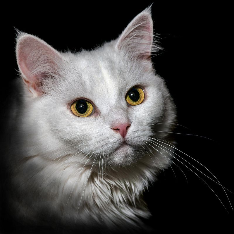 Sophisticated ladyphoto preview