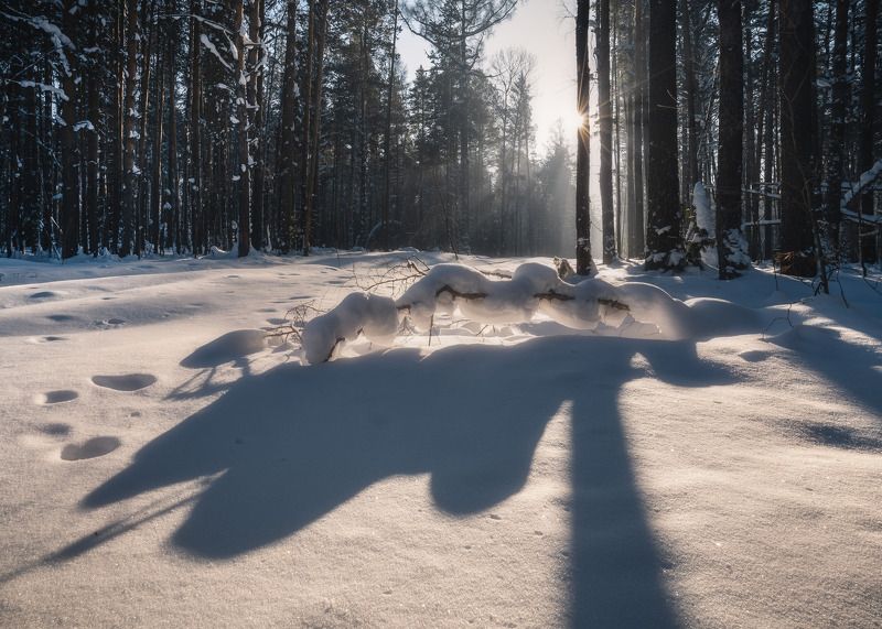 Зимний лес… Winter forest…photo preview