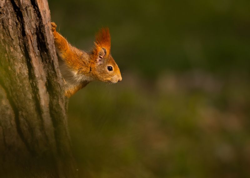 Squirrelphoto preview