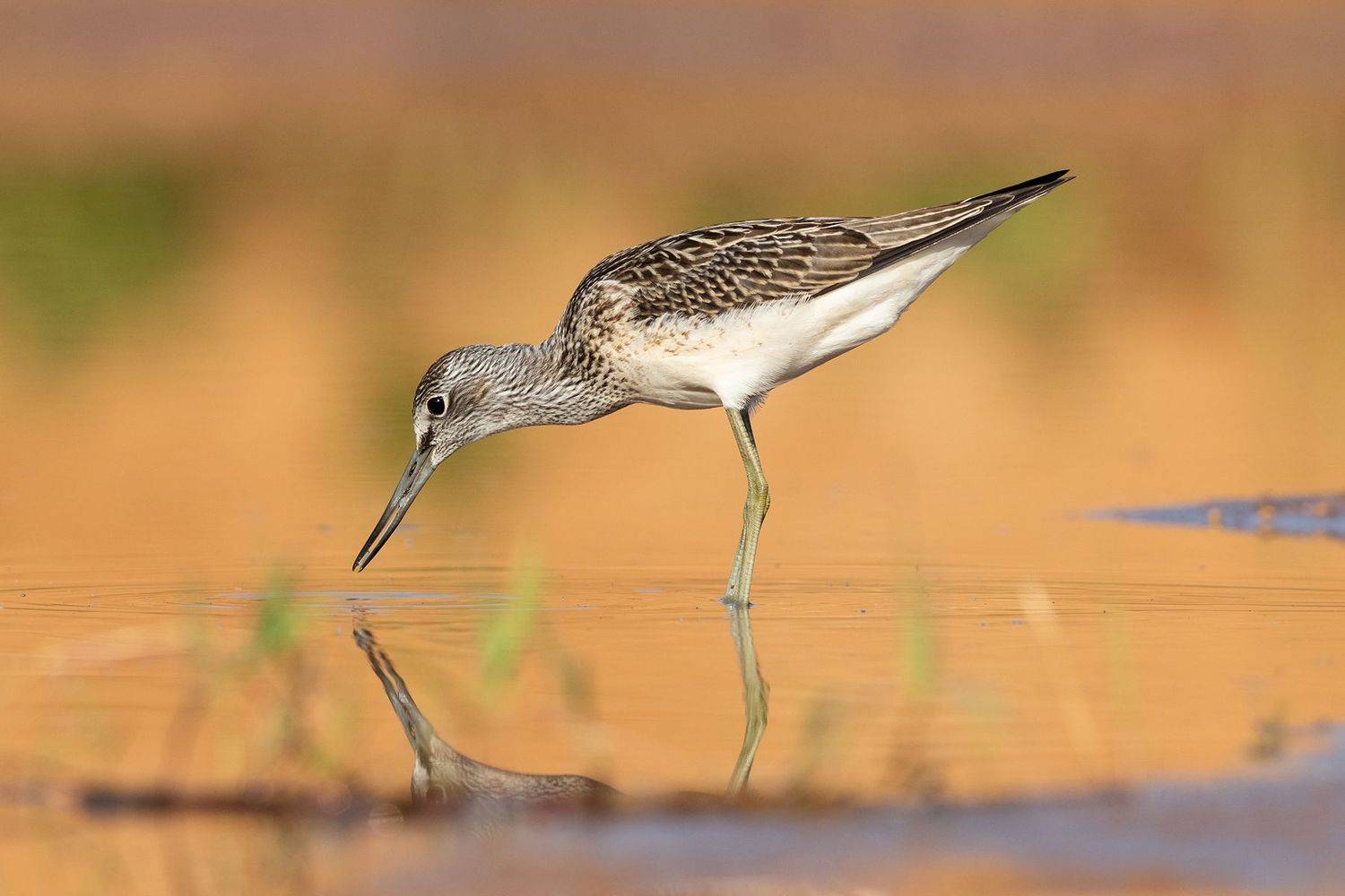 Большой улит. Автор: Павел Краснослободцев большой улит, greenshank, кулик, птица, birds, утро, рассвет, желтый, wildlife, Павел Краснослободцев