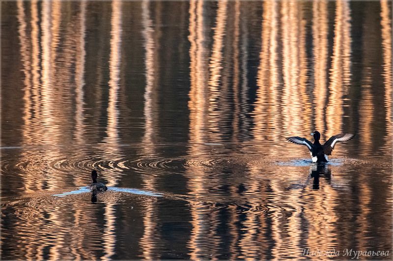 отражения, хохлатая чернеть, чернеть, птицы, сфдп, болото, рассвет, Веснаphoto preview