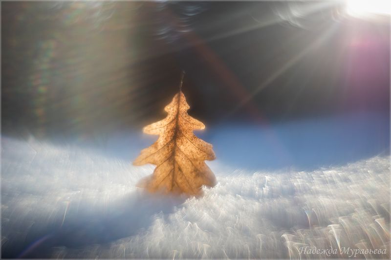 дуб, лист, свет, интерференция, снег, макро, арт, Светphoto preview