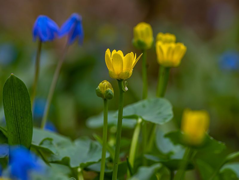 весна, цветы, чистяк весенний, пролески, бештау Пробуждение фото превью