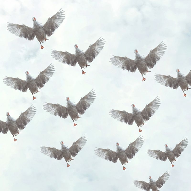 гуси Красиво летятphoto preview