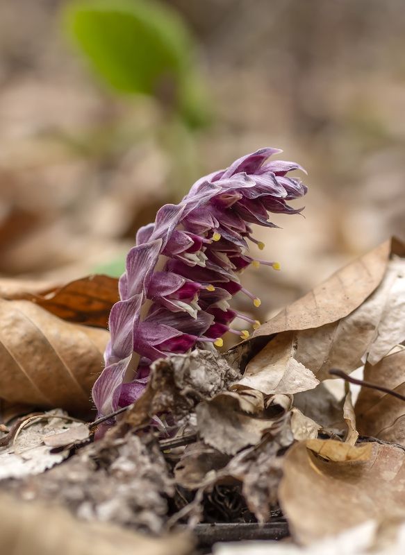 Петров крестphoto preview