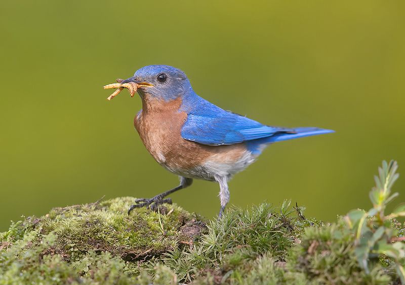 восточная сиалия, eastern bluebird,bluebird Eastern Bluebird,male. Восточная сиалия,самец фото превью