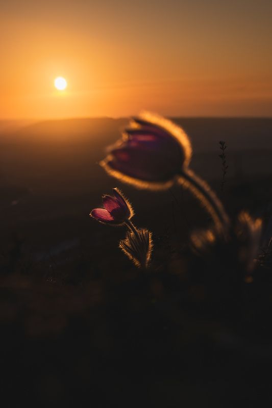 Сон-трава в Крымуphoto preview