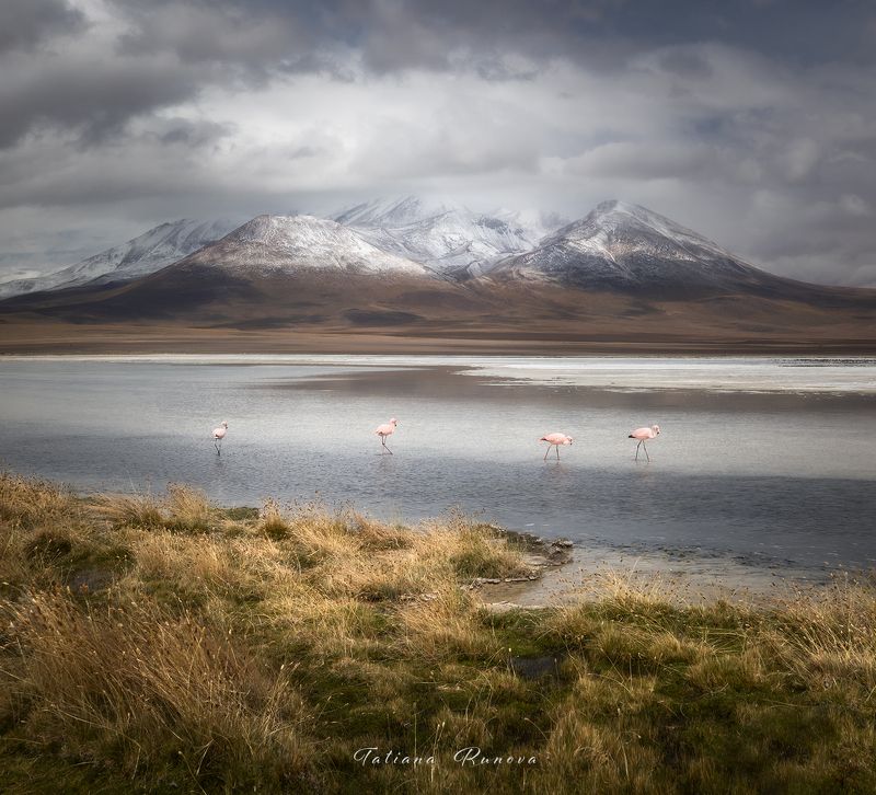 Мир фламингоphoto preview