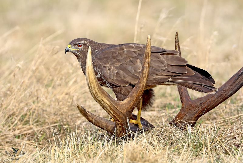 Канюк фото превью