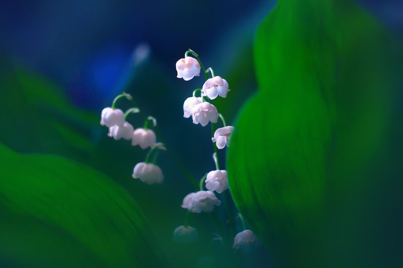 весна, цветы, ландыши Ландышиphoto preview