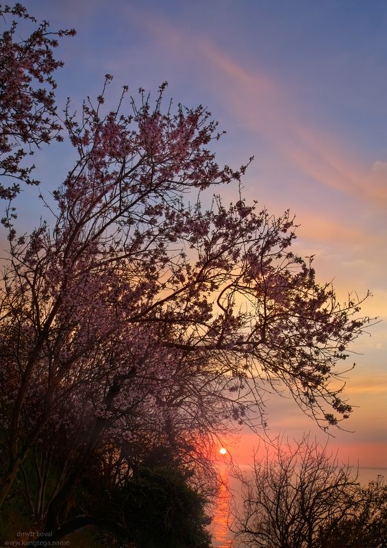 дмитр коваль, гималаи и крым вне треков, пейзаж как магия Миндальный рассветphoto preview