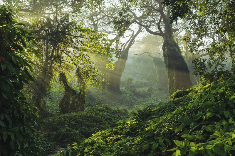 sleeping giants IIphoto preview