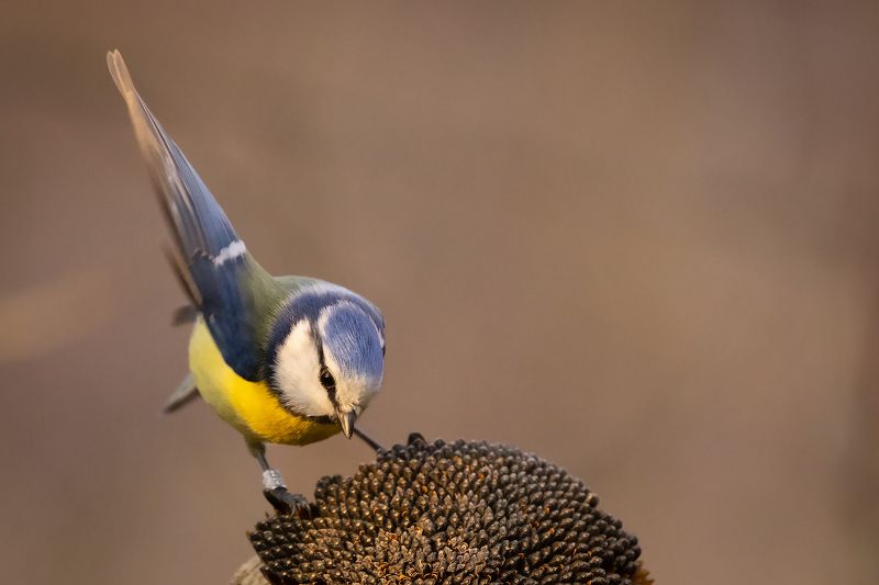 Titmousephoto preview