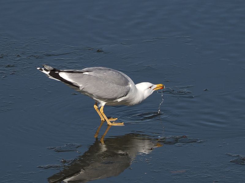 жаждаphoto preview