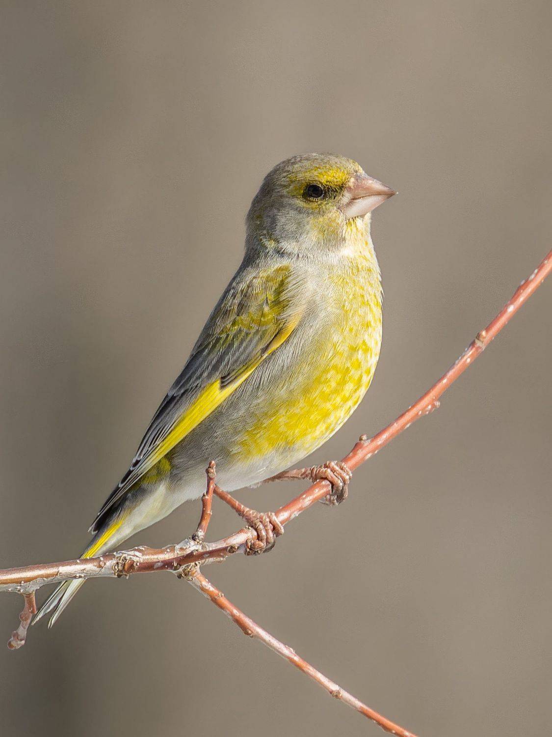 зеленушка, птицы, пернатые, Глебов Сергей