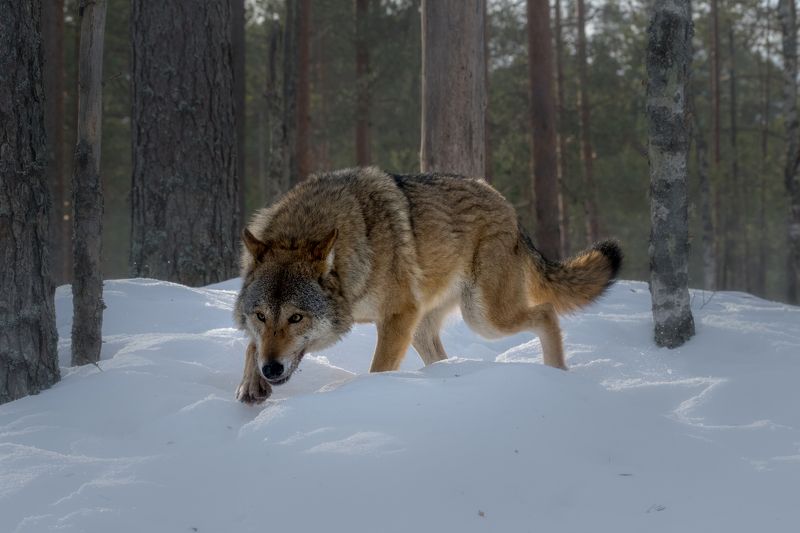 волк, волки, фотоохота, красный бор, беларусь, wolf, wolves, photo hunting, krasny bor, belarus, нд, в лесах беларуси По волчьей тропе...photo preview