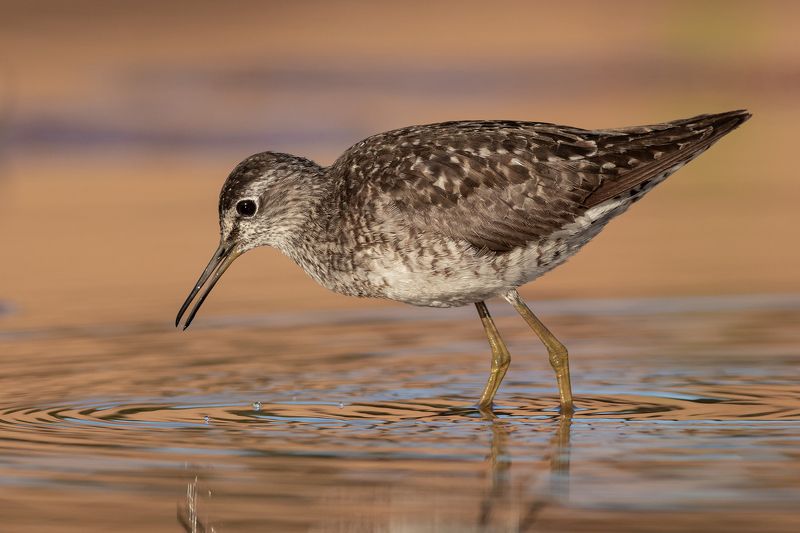 Фифи, кулик, птица, фотоохота, birds Фифиphoto preview