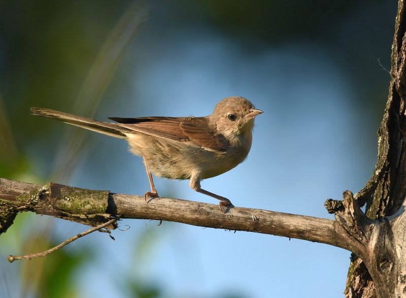 Славка - кокетка на дубовой веткеphoto preview