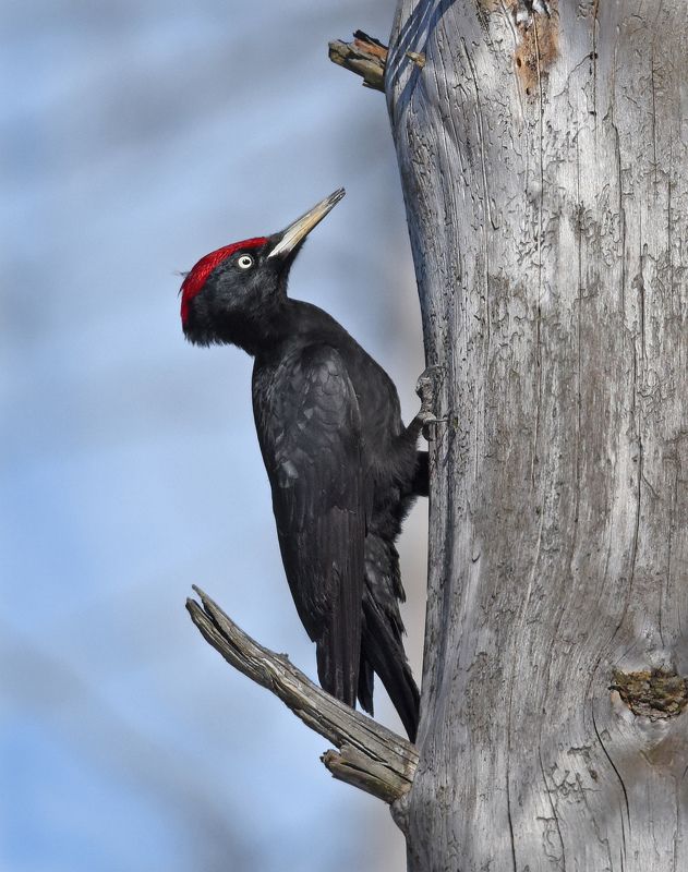 Желнаphoto preview