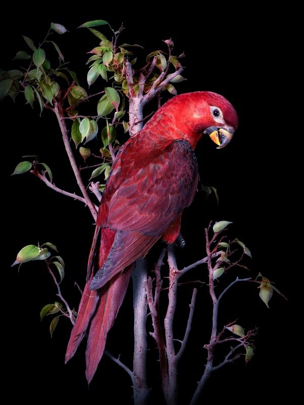 Лори Кардиналphoto preview