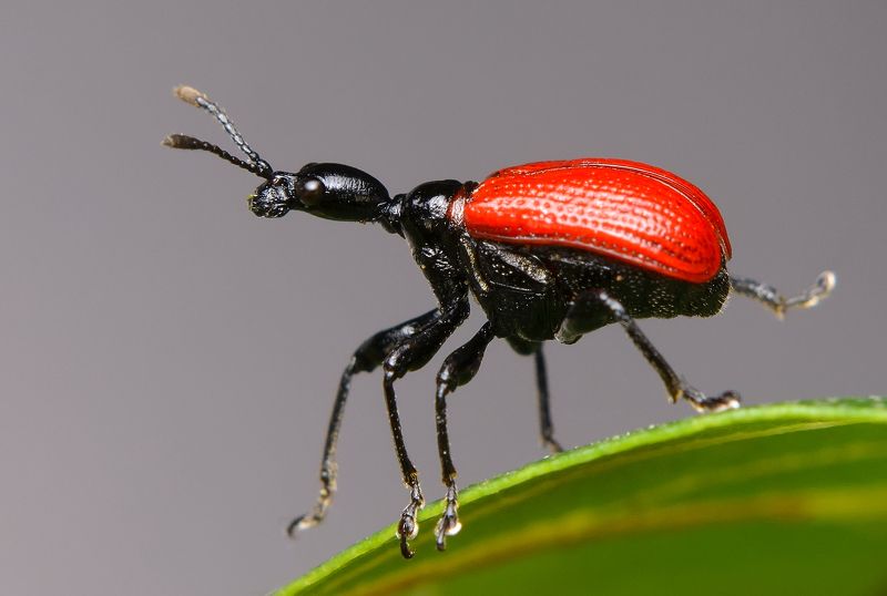трубковёрт ореховый, орешниковый, apoderus coryli, трубковёрты, attelabidae, жук Сайгакphoto preview