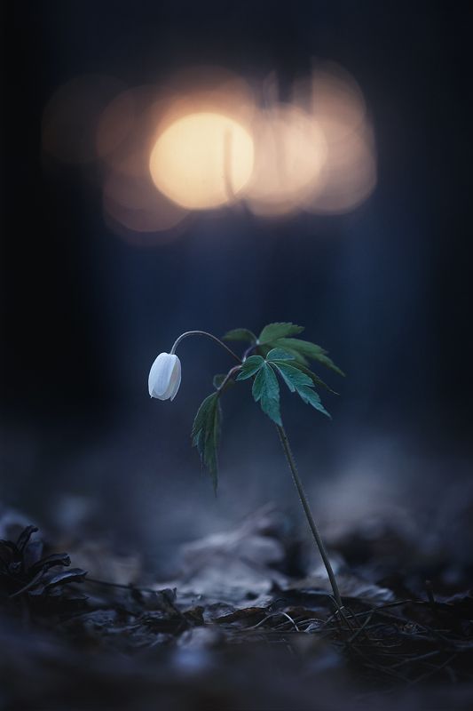 весна, апрель, ветреница, макро истории, природа, украина, коростышев, One More Lightphoto preview