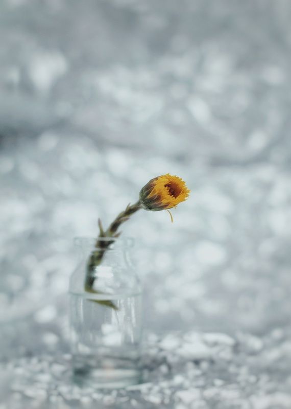 Первые цветыphoto preview