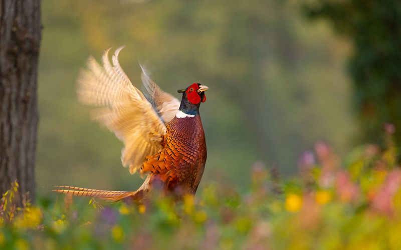 Pheasantphoto preview