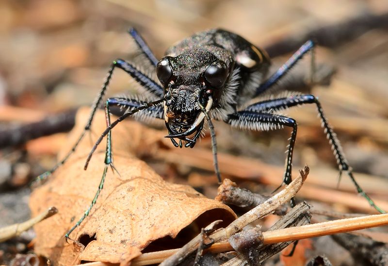 скакун лесной, cicindela sylvatica, скакуны, cicindelinae, жужелицы, carabidae, жук, портрет Муравьи есть? А если найду?photo preview