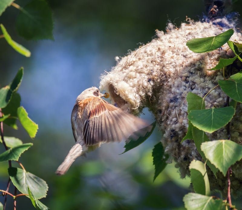 ремез, кормление, потомство, забота, гнездо, ремез..photo preview