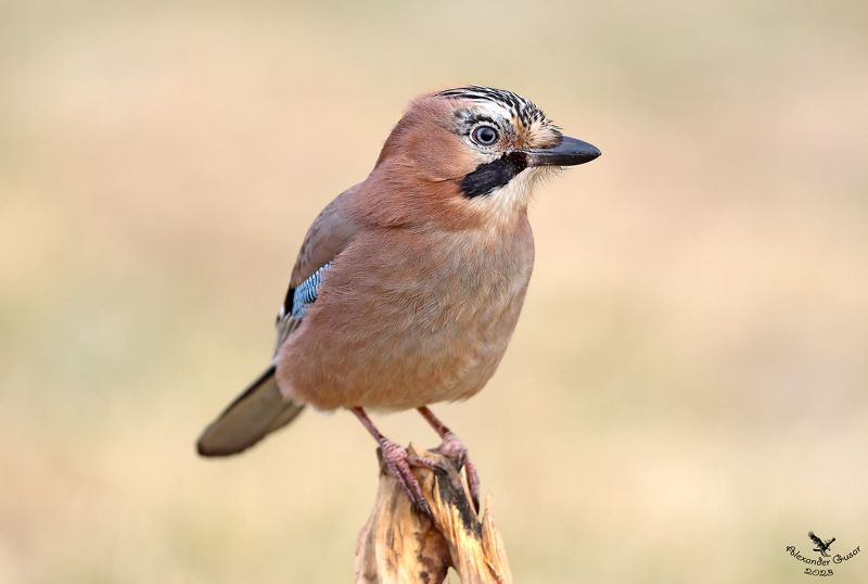 Высоко сижу, далеко гляжу.photo preview