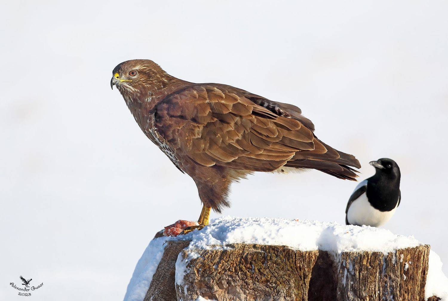 Под присмотром.. Автор: Гусар Александр , Гусар Александр