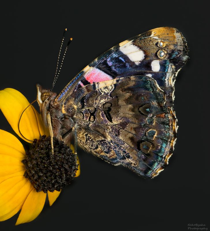 макро, природа, бабочки, гусеница, куколка, адмирал, насекомые, macro, nature, butterflies, caterpillar, puppa, admiral, insects, Бабочка Адмирал - мини серия от яйца до бабочкиphoto preview