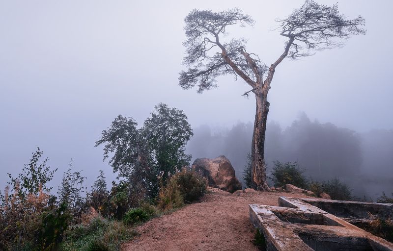 пейзаж природа остров сосна туиан развалины осень Туман на развалинахphoto preview