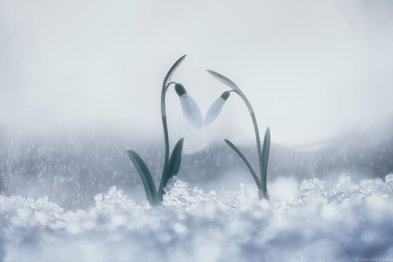 весна, подснежники, любовь, мгновение, жизнь, вдохновение, украина, коростышев, \