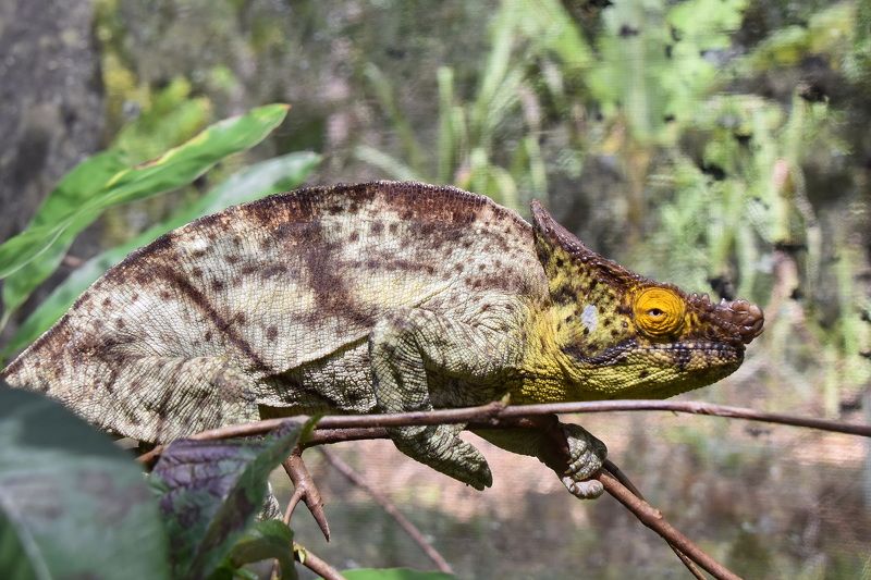 животные, хамелеон, мадагаскар На Мадагаскаре жизнь прекраснаphoto preview