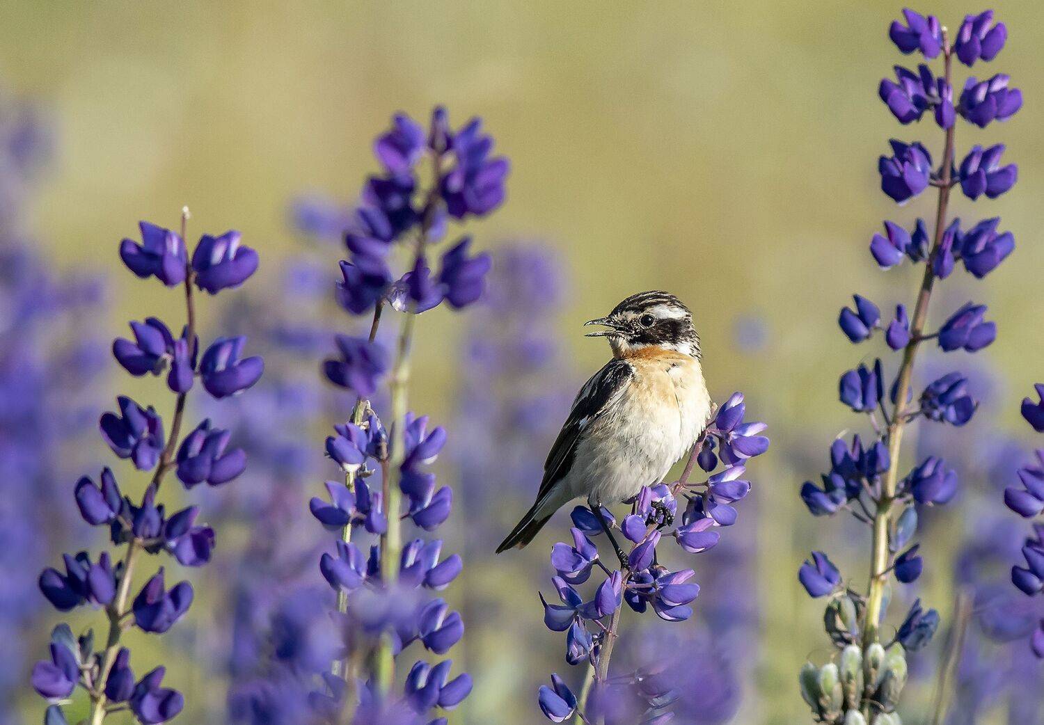 птицы, пернатое братство, люпин, луговой чекан, Александр Широких