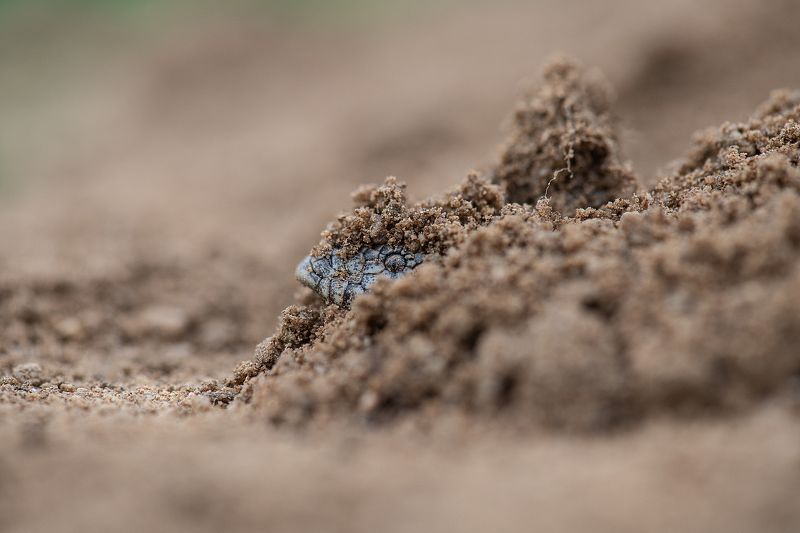 Западный удавчик (Eryx jaculus)photo preview