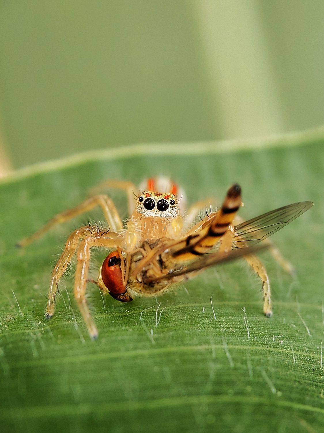 Spider with its food. Автор: Sai Krishna spider, macro, photography, Sai Krishna