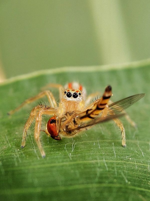 spider, macro, photography Spider with its foodphoto preview