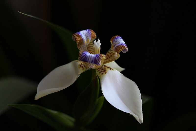 ирис шагающий неомарика neomarica gracilis Неомарика фото превью