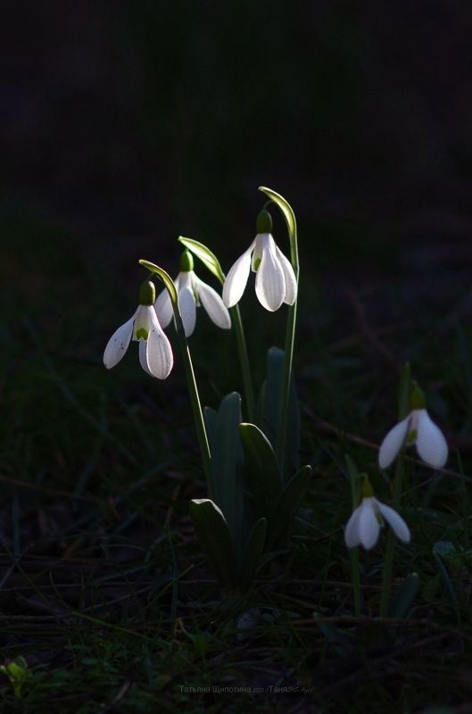 крым, nature, crimea, подснежники Светлячкиphoto preview