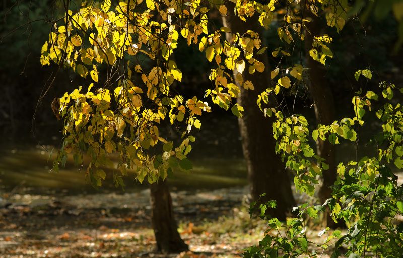 Осень на пруду.photo preview