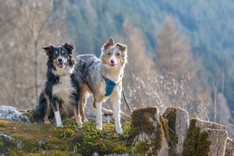 dog, collie, animal, nature, portrait, pet, Best Friendsphoto preview